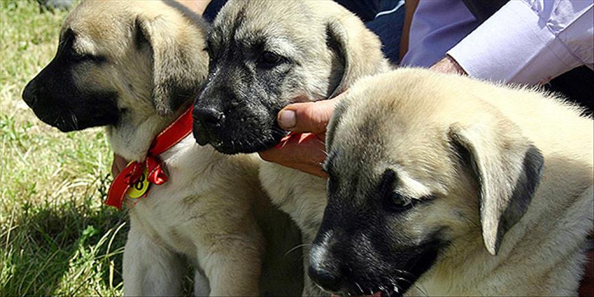 Kangal "kuyruğu" 