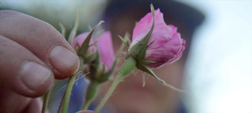 Gülün bir günlük yolculuğu