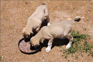 Sofralarında bir tek kuş sütü eksik