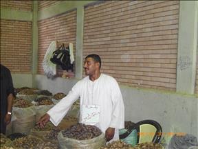 للمرة الأولى.. رئيس مصر يتربع على عرش تمور رمضان