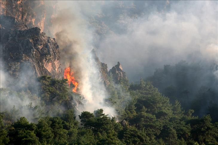 Bergama'da orman yangını