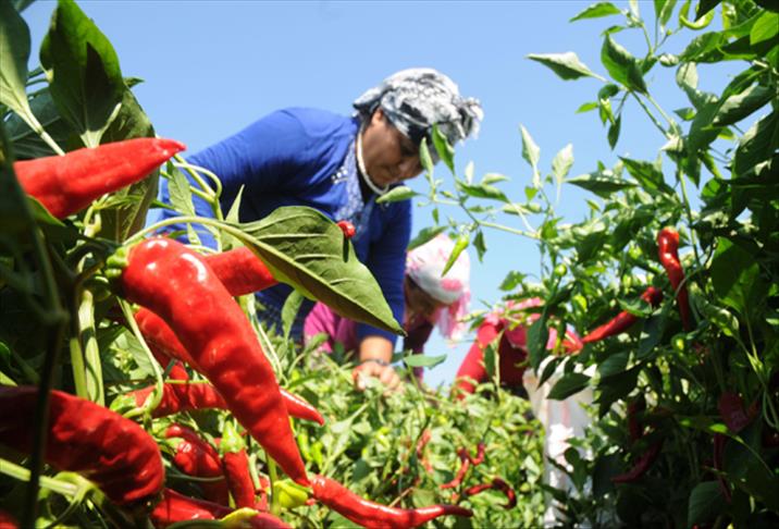 ''Acı''nın hasadı başladı