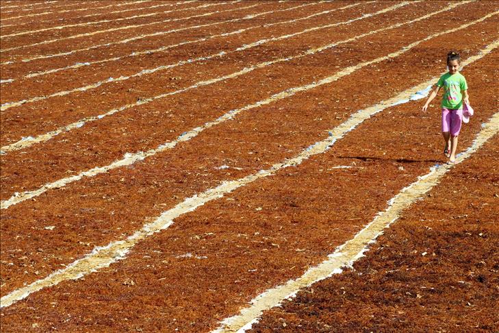 Kuru üzümde bereketli sezon 