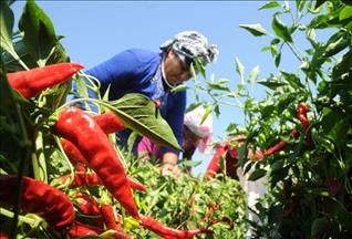 ''Acı''nın hasadı başladı