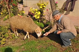 Kurban kesiminin incelikleri film oldu