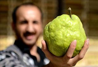 Kiloluk armutlara ilgi büyük