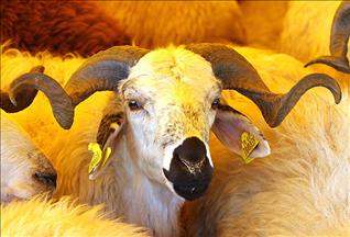 Kurbanlıklar pazara çıktı