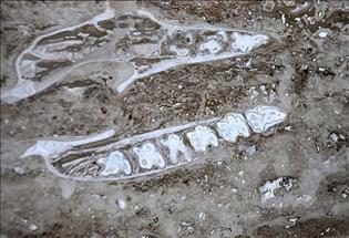 Turska: Radnici u bloku sedre pronašli fosil nosoroga