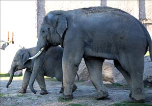 UN: Zabrinutost zbog porasta ilegalne trgovine ugroženim životinjskim vrstama
