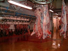 تجار: أسعار اللحوم بمصر لن تتأثر بقرار أسترالي