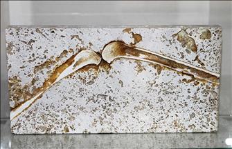 55 milyon yaşında primat fosili bulundu