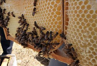 Zozanê Sînegê bû cihê hingivê organîk