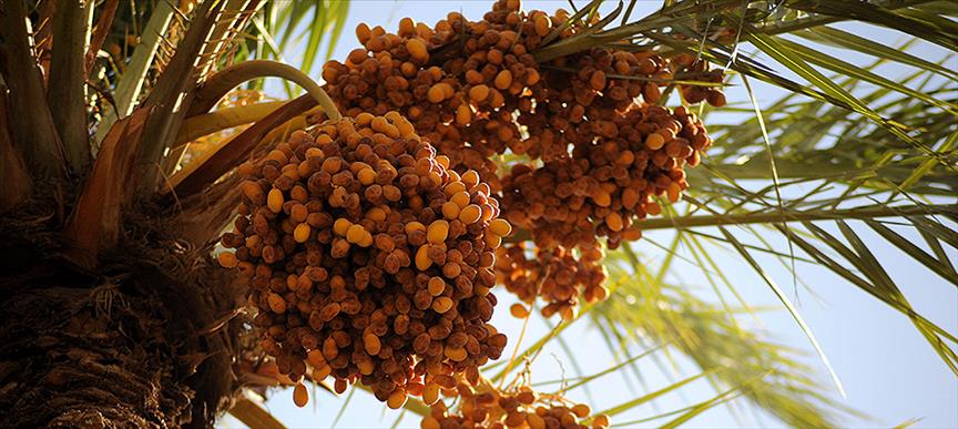 Li Xanekînê xurme zehf in