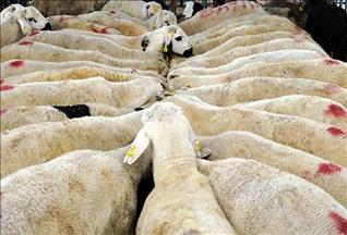 Maddi durumu yetersiz kişi kurbanını dağıtmayabilir