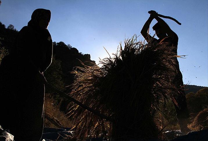 На сбор урожая как на смерть