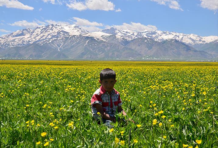Bihar hat Yuksekovayê