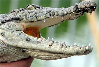 Крокодил напал на смотрителя зоопарка