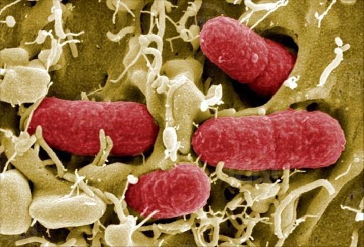 Les Emirats arabes unis signalent deux nouveaux cas de virus Corona