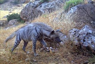 Kayıp çizgili sırtlan aranıyor