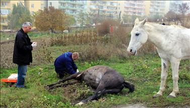 Li hespa birîndar xwedî derketin