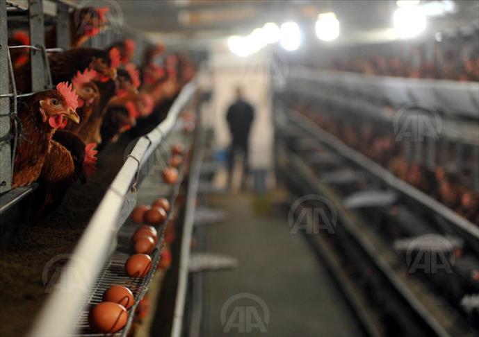 Hong Kong culls 19,000 chickens after bird flu detection