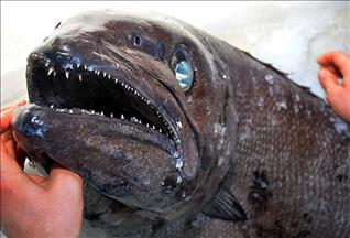 Muğla'da "yağ balığı" yakalandı