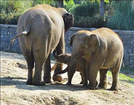 UN: SEA integration risks rise in wildlife trafficking