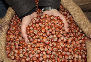 Fındık üreticilerine kritik uyarı