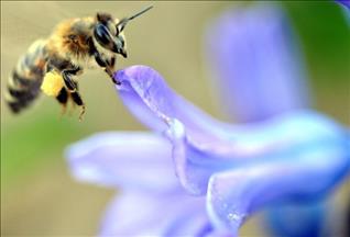 خبيرة تركية: لسعة النحل تعزز مناعة الجسم