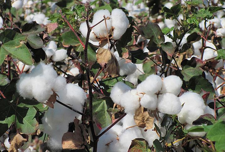 Yatırımcının "beyaz altını" kazandırdı