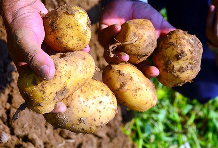 'Turizm cenneti' patates üretiminde de iddialı