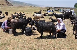 Ji bo dotina pêz her roj 8 kîlometre dimeşin