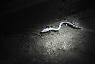 "İnsan Görünümlü Balık" görenleri hayrete düşürüyör