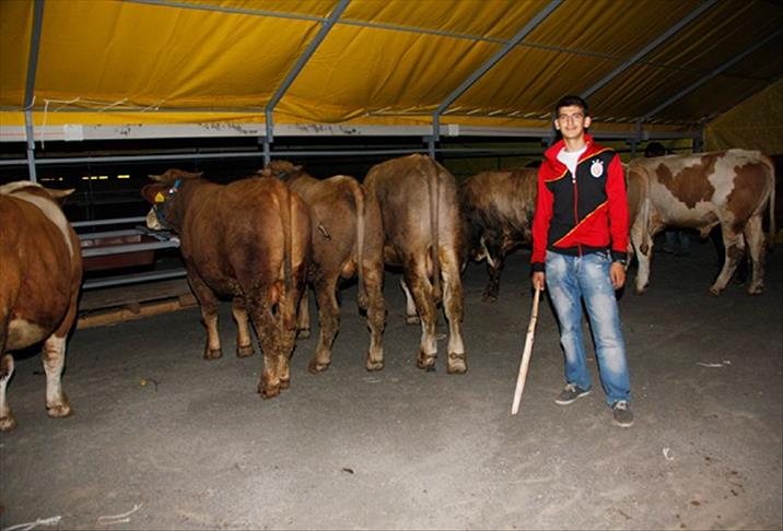 Kurbanlıklar İstanbul'a gelmeye başladı