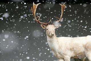 İsveç'te geyik kazalarını önleyecek buluşa ödül
