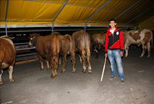 Kurbanlıklar İstanbul'a gelmeye başladı