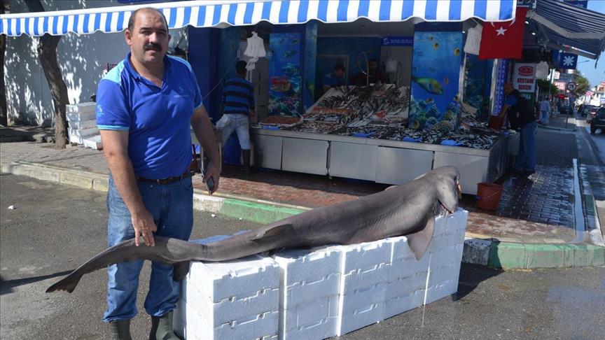 Турецкие рыбаки поймали 2,5-метровую акулу
