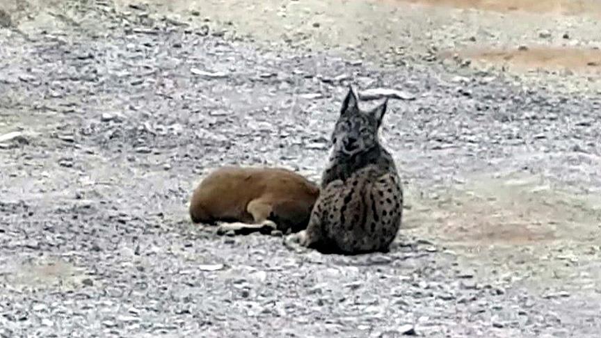 Vaşağın dağ keçisine saldırı anı görüntülendi