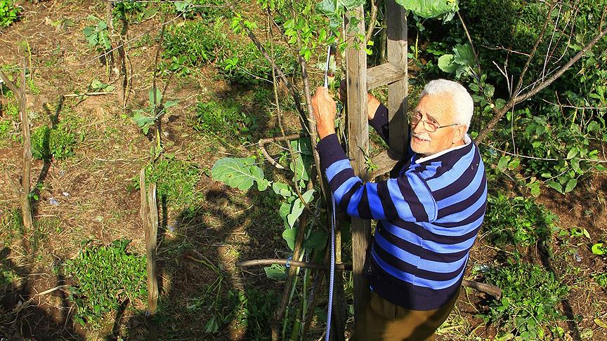 Lahanasının bakımını 'merdiven'le yapıyor