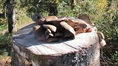 Kütüklerde istiridye mantarı yetiştiriyorlar