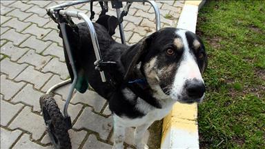 Felçli sokak köpeği protezle yürüdü