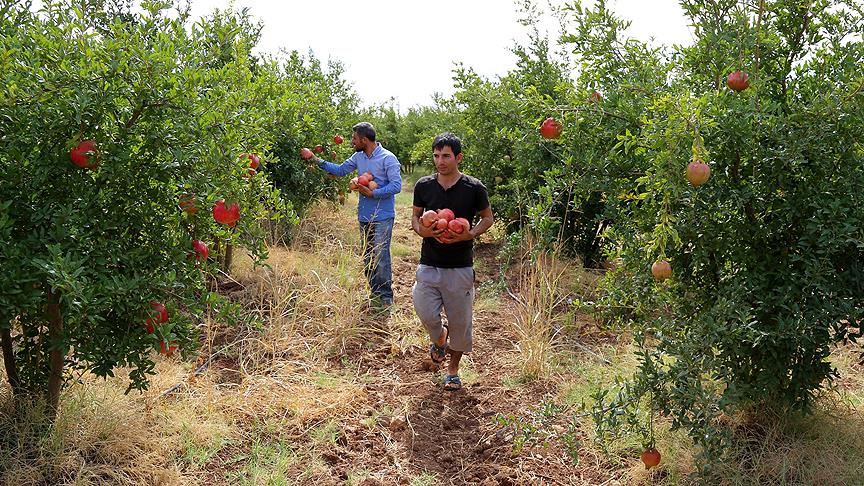 Genç çiftçilere 30 bin lira hibe desteği