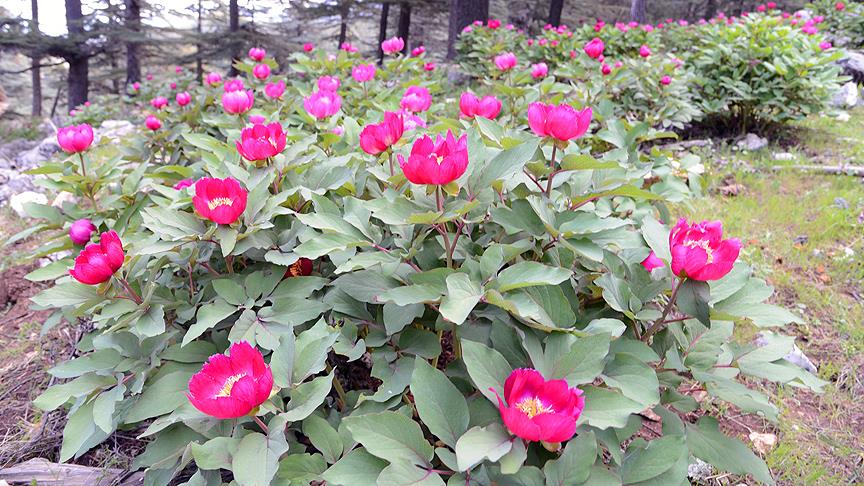 EXPO'nun 'assolisti' şakayık olacak