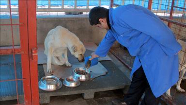 Yaralı ve hasta hayvanlara 'şifa' dağıtıyorlar 