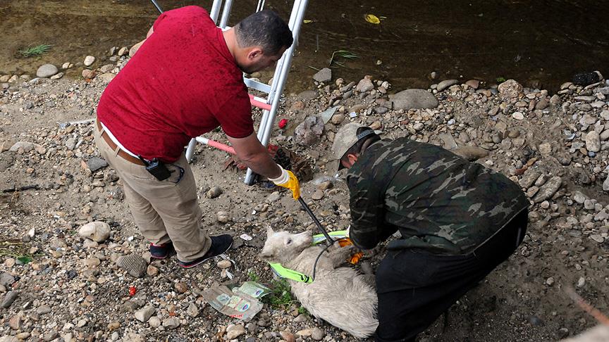 Derede mahsur kalan köpeği itfaiye kurtardı