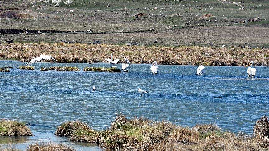 Çıldır Gölü göçmen kuşlarla renklendi