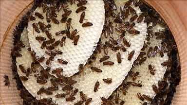 Karadenizli arıcılar göçe hazırlanıyor