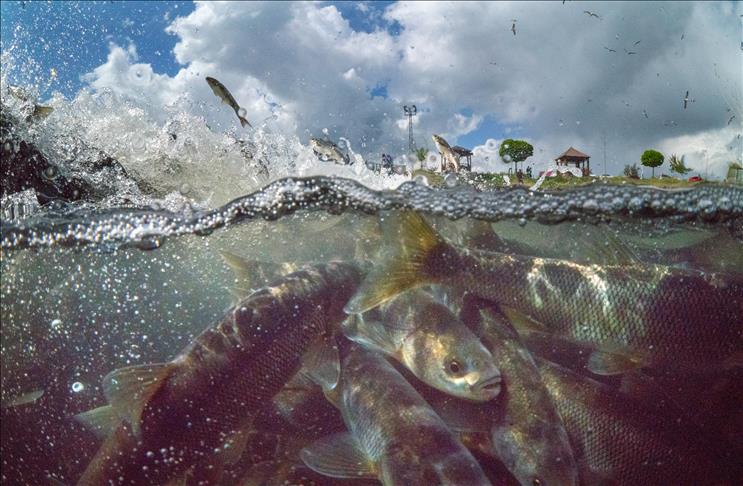 Dîmenên Rêwîtiya Încî Kefalan hatin qeydkirin