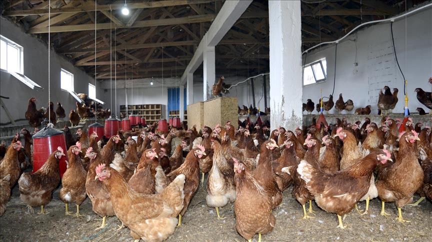 Турция хочет увеличить экспорт продукции птицеводства в РФ 