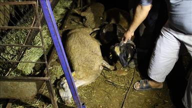 Antalya'da akıma kapılan kurbanlıklar telef oldu